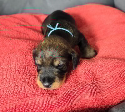 Les chiots de Teckel poil dur