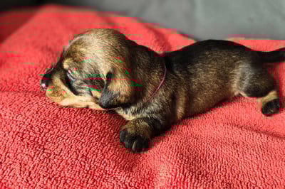 Les chiots de Teckel poil dur