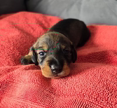 Les chiots de Teckel poil dur