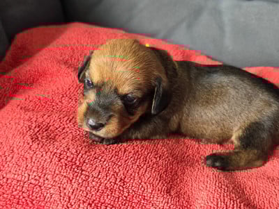 Les chiots de Teckel poil dur