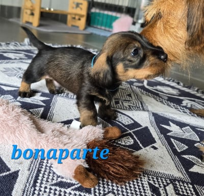 Les chiots de Teckel poil dur