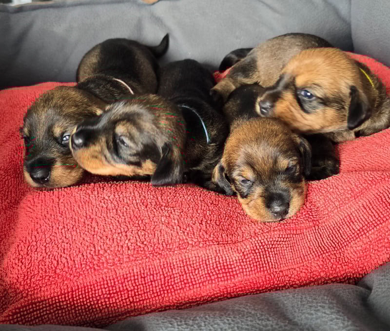 Teckel poil dur - Des Terres De France