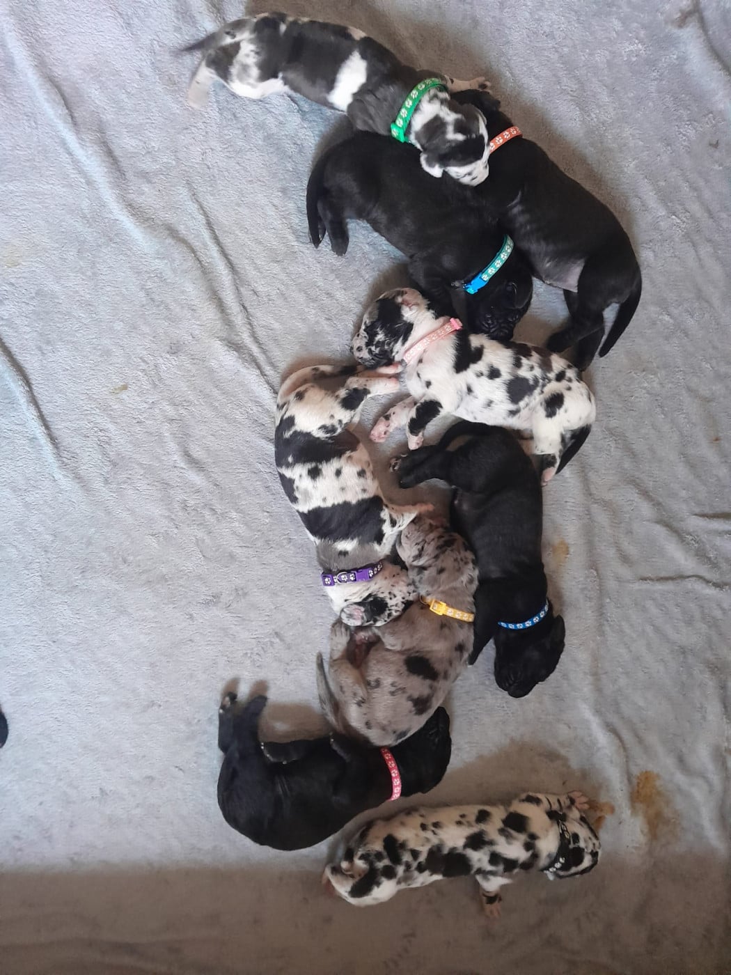 Dogue allemand - Du Jardin Des Danes