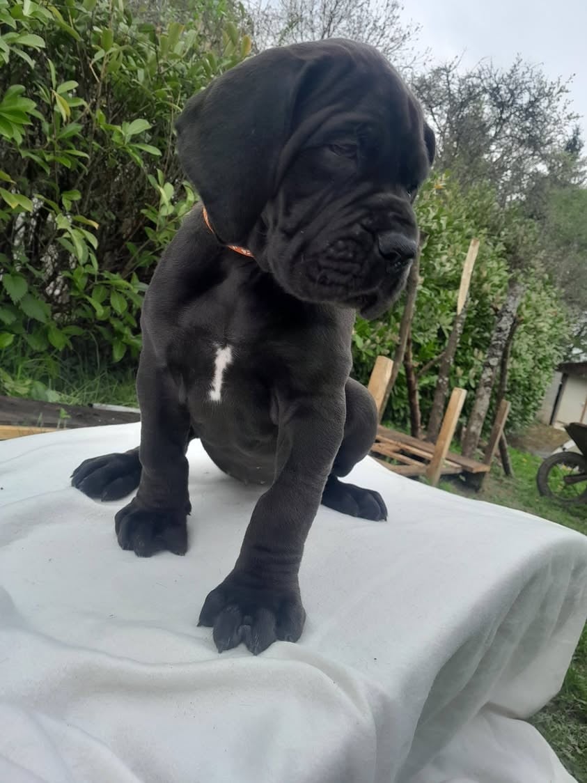 Dogue allemand - Du Jardin Des Danes