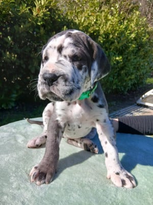 Les chiots de Dogue allemand