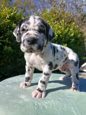 Les chiots de Dogue allemand