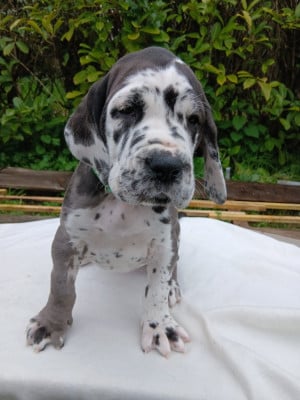 Les chiots de Dogue allemand