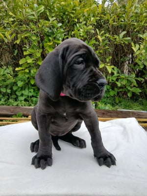 Les chiots de Dogue allemand