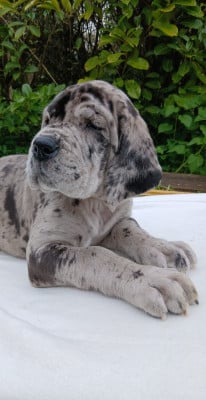 Les chiots de Dogue allemand