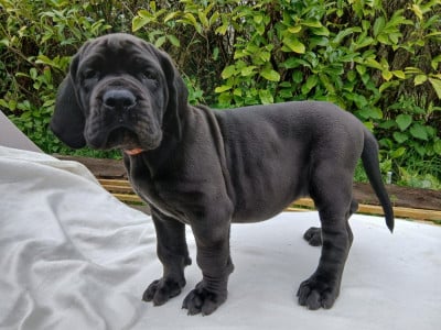 Les chiots de Dogue allemand