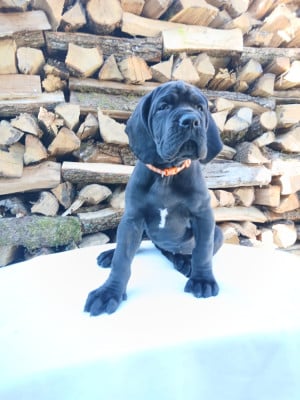 Les chiots de Dogue allemand