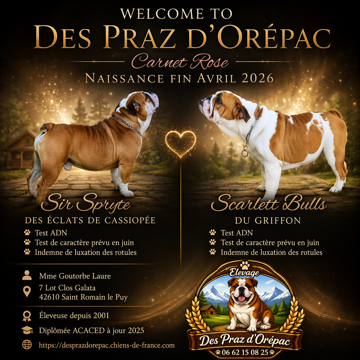 Bulldog Anglais - Des Praz D'Orépac