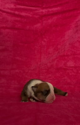 Les chiots de Bulldog Anglais