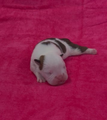 Les chiots de Bulldog Anglais