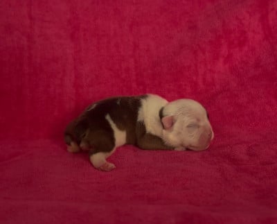Les chiots de Bulldog Anglais
