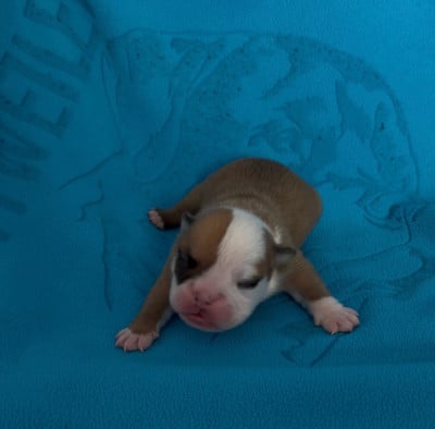 Les chiots de Bulldog Anglais