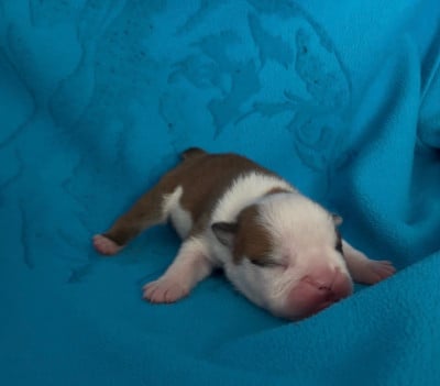 Les chiots de Bulldog Anglais