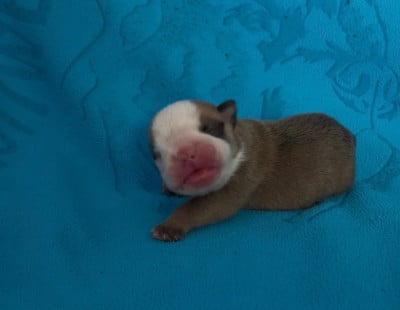 Les chiots de Bulldog Anglais