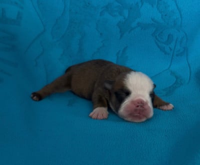 Les chiots de Bulldog Anglais