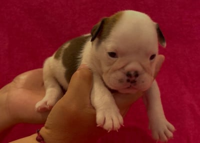 Les chiots de Bulldog Anglais