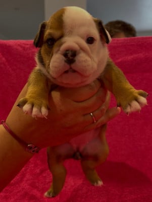 Les chiots de Bulldog Anglais