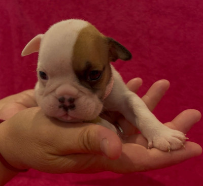 Les chiots de Bulldog Anglais