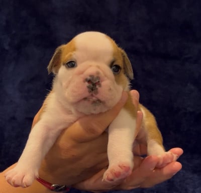 Les chiots de Bulldog Anglais