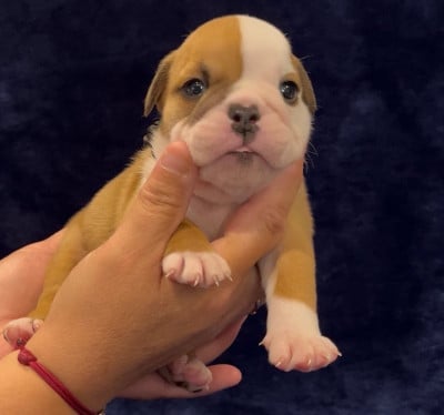 Les chiots de Bulldog Anglais