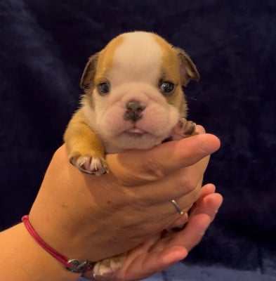 Les chiots de Bulldog Anglais