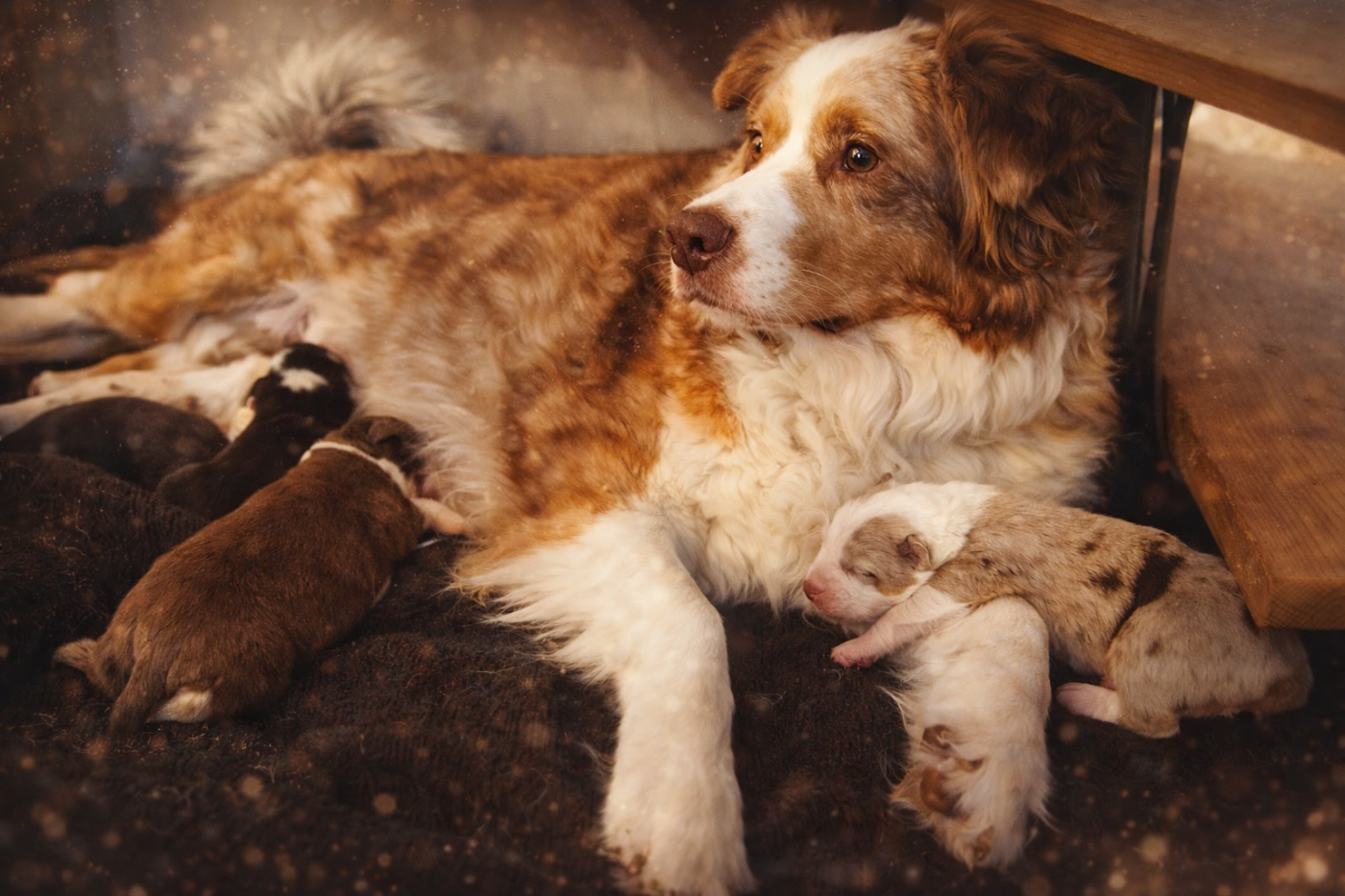 Publication : (Sans Affixe)