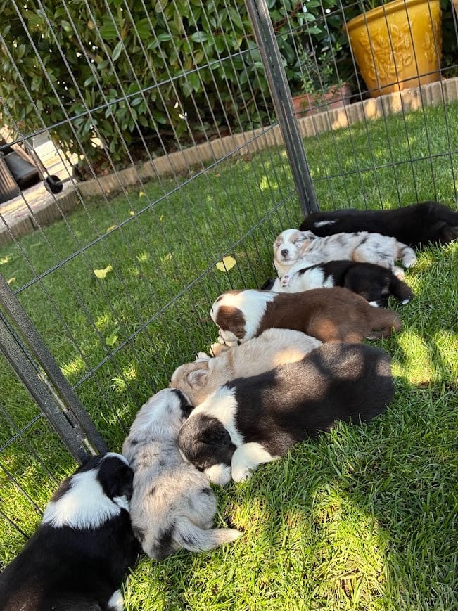 Chiot Berger Américain Miniature