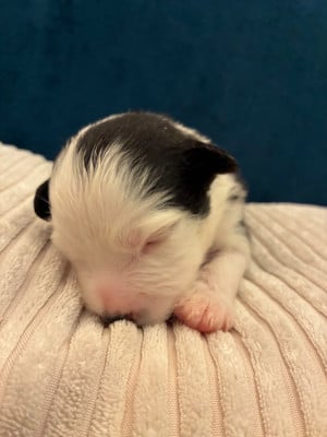 Les chiots de Berger Américain Miniature