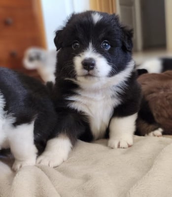 Les chiots de Berger Américain Miniature 