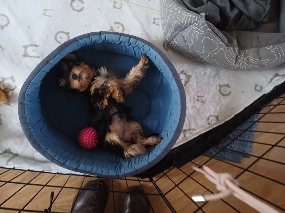 Augustine la coquine du domaine de la petite longè