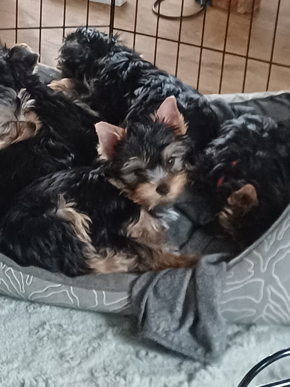 Augustine la coquine du domaine de la petite longè