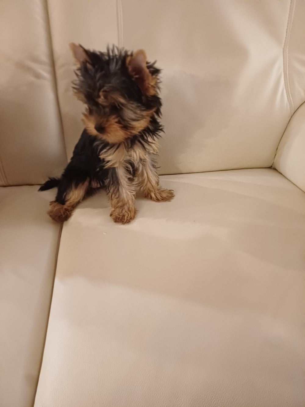 Augustine la coquine du domaine de la petite longè