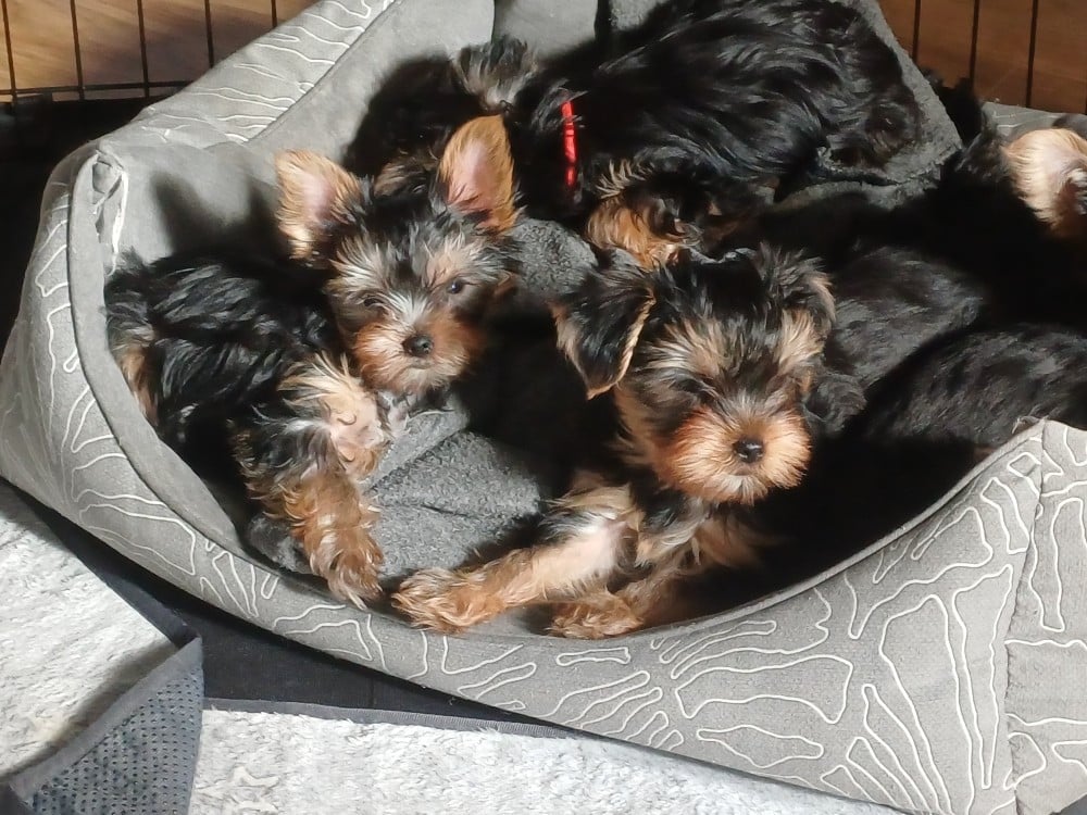 Alphonse allez fonce du domaine de la petite longè