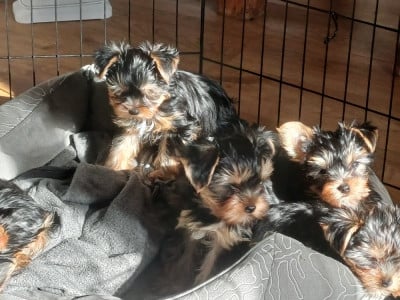 Les chiots de Yorkshire Terrier