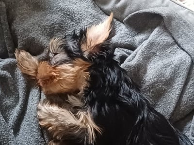 Les chiots de Yorkshire Terrier