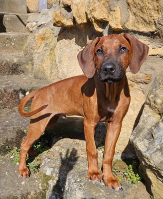 Rhodesian Ridgeback