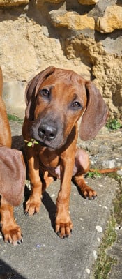 Les chiots de Rhodesian Ridgeback
