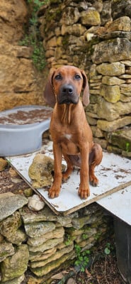 Les chiots de Rhodesian Ridgeback