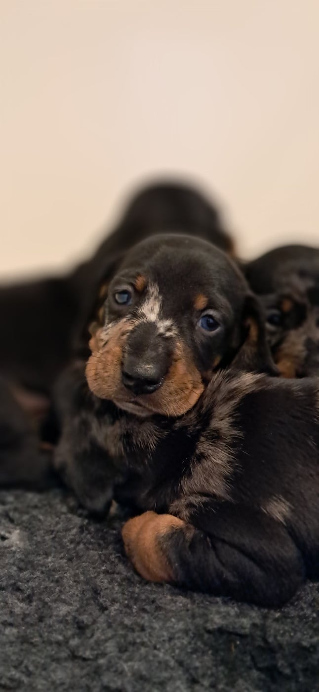 Chiot Teckel poil ras