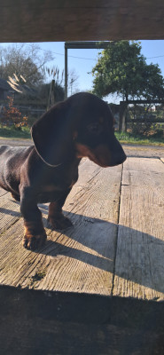 Les chiots de Teckel poil ras