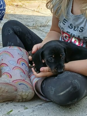 Les chiots de Teckel poil ras