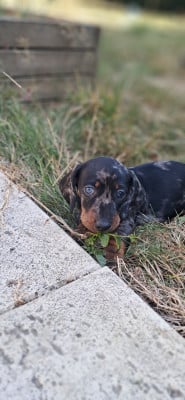 Les chiots de Teckel poil ras