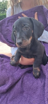 Les chiots de Teckel poil ras