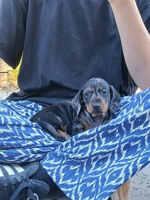 Les chiots de Teckel poil ras