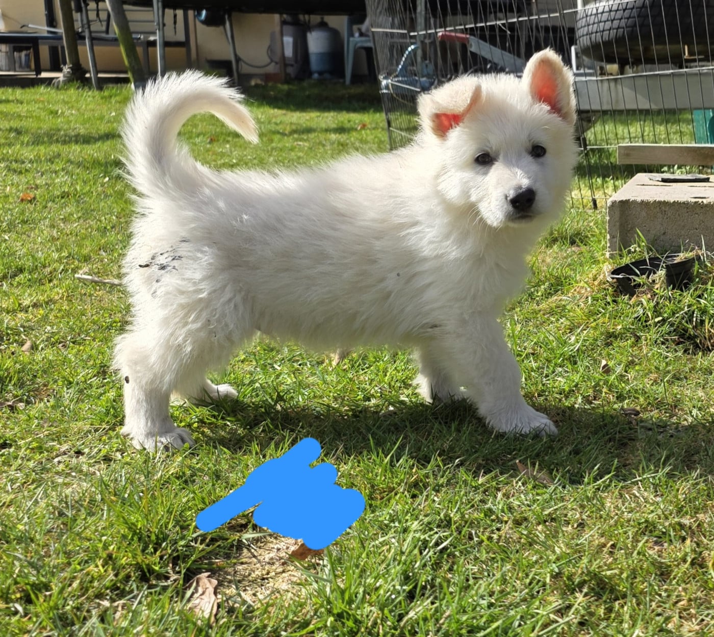 black pearl - Berger Blanc Suisse