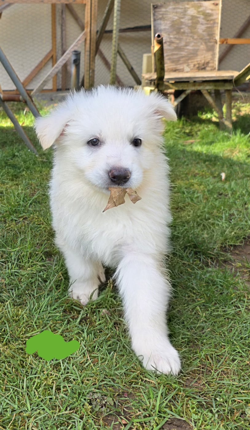 bernard - Berger Blanc Suisse